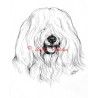 Samolepka coton de Tulear