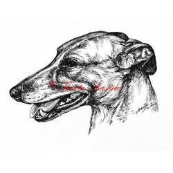 Samolepka greyhound, anglický chrt