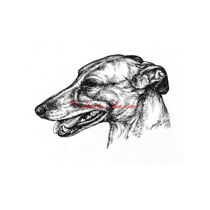 Samolepka greyhound, anglický chrt