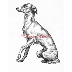 Samolepka italský chrtík, vipet