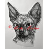 Samolepka kočka sfinx, sphinx