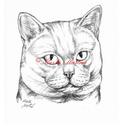 Samolepka kočka britská