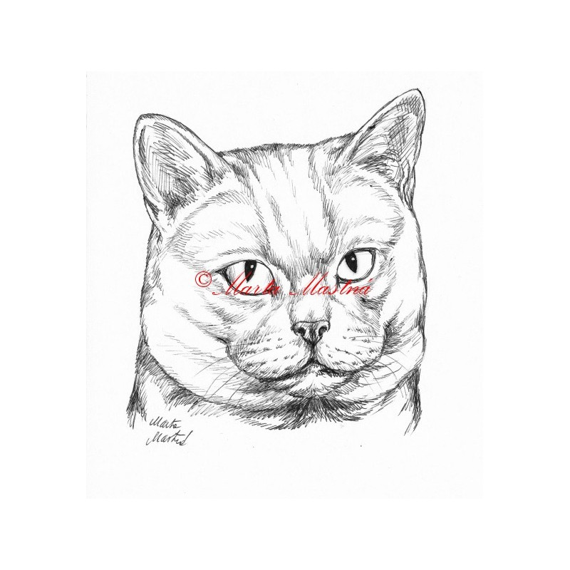 Samolepka kočka britská