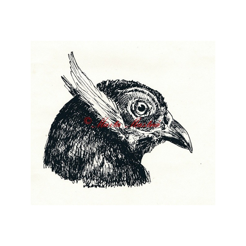 Samolepka bažant ušatý