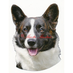 Samolepka velškorgi pembrok