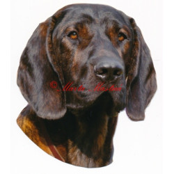 Samolepka barvář hannoverský