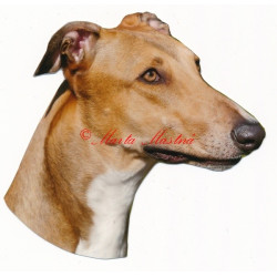 Samolepka greyhound, anglický chrt
