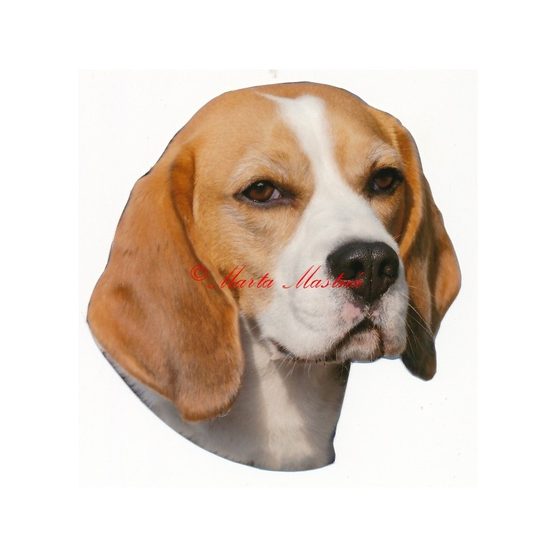 Samolepka bígl, beagle