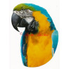Samolepka ara ararauna