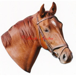 Samolepka teplokrevník, ryzák, kůň, koně