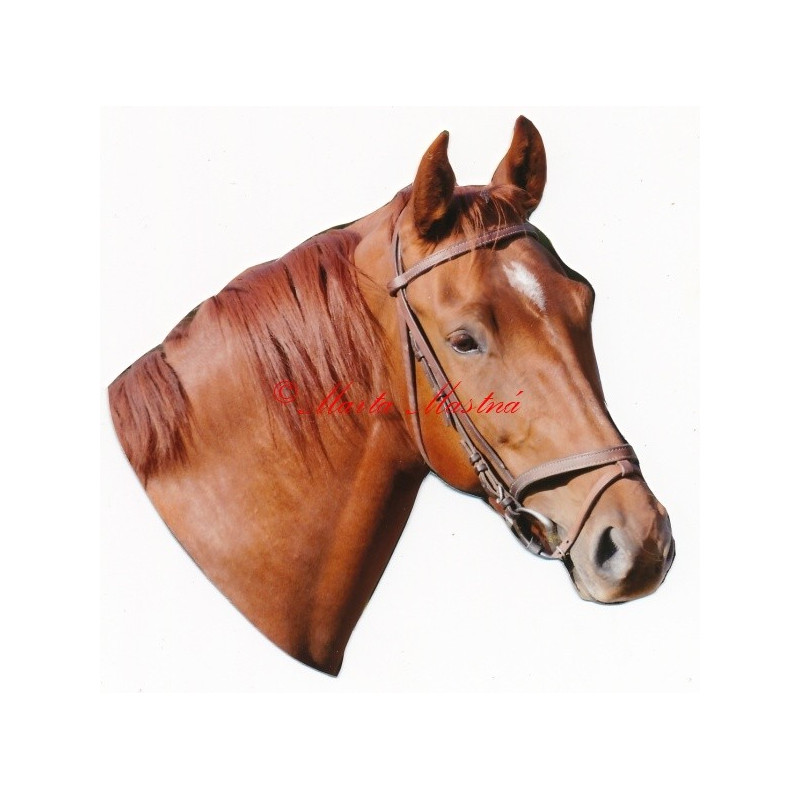 Samolepka teplokrevník, ryzák, kůň, koně