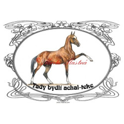 Tabulka achaltekinec, achal teke, kůň, koně