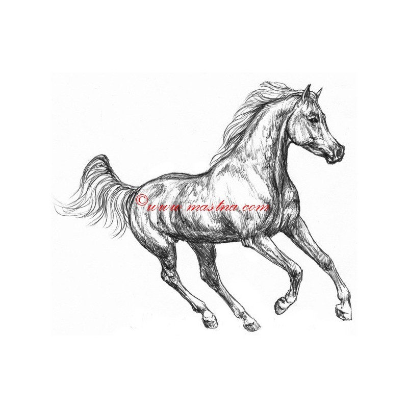 Samolepka arabský plnokrevník, kůň, koně