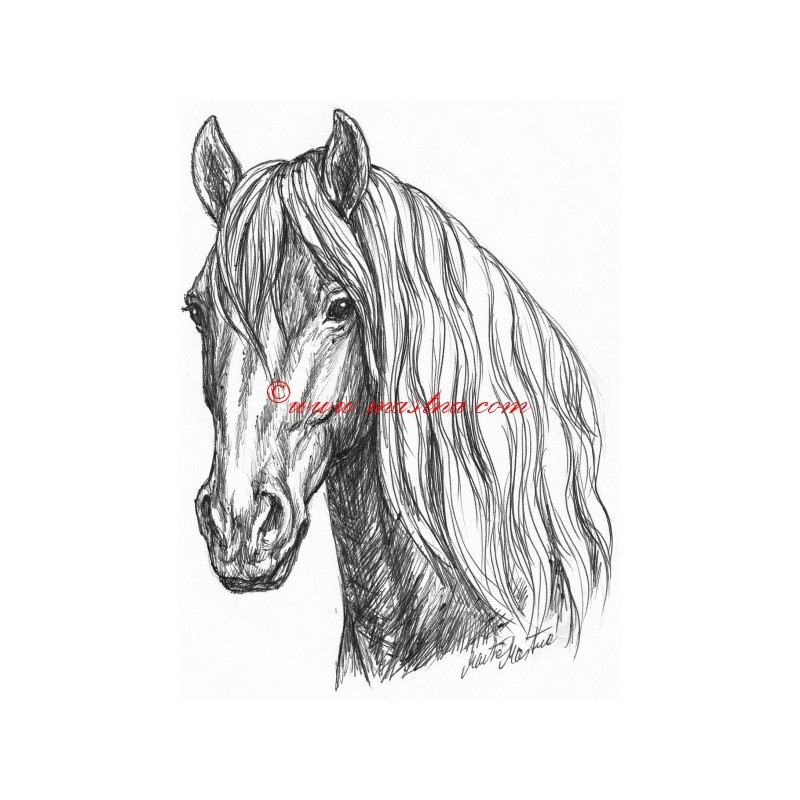 Samolepka frís, kůň, koně