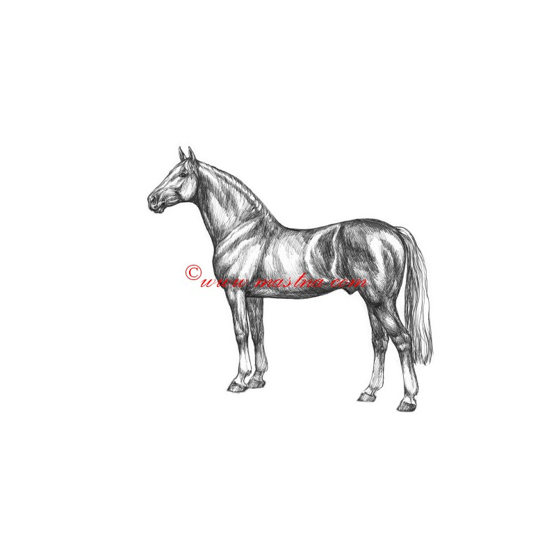 Samolepka teplokrevník, Furioso II., kůň, koně