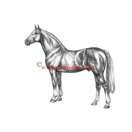 Samolepka teplokrevník, Furioso II., kůň, koně
