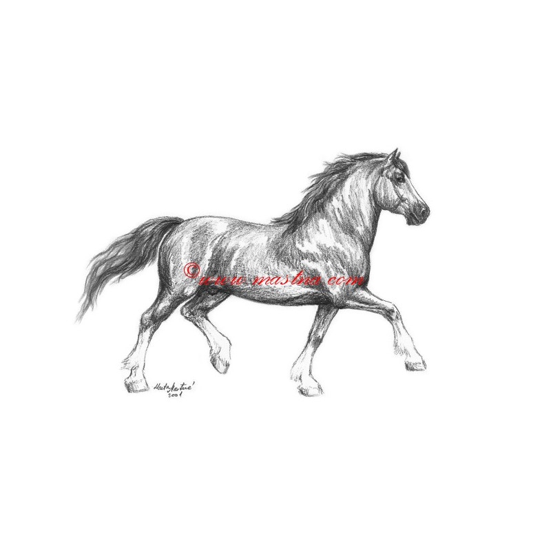 Samolepka welshcob, pony, kůň, koně