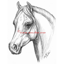 Samolepka welshpony, velšpony, kůň, koně