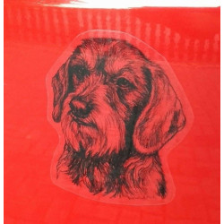 Jezevčík drsnosrstý