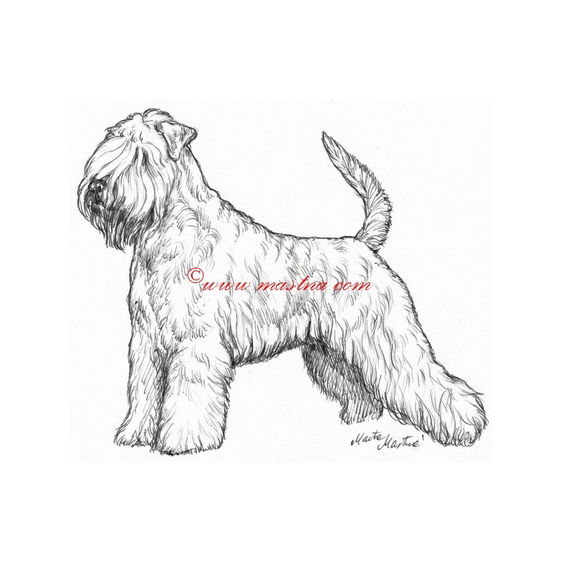 Samolepka soft coated, pšeničný teriér