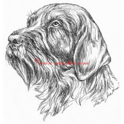 Samolepka německý ohař krátkosrstý, český fousek