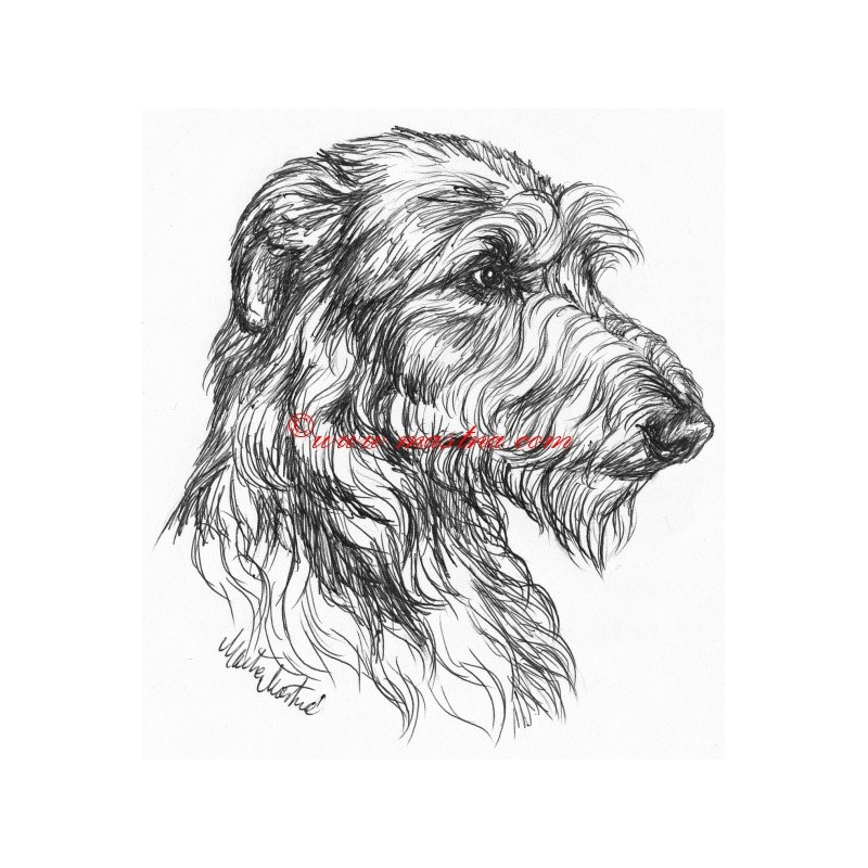 Samolepka deerhound, skotský jelení pes, chrt