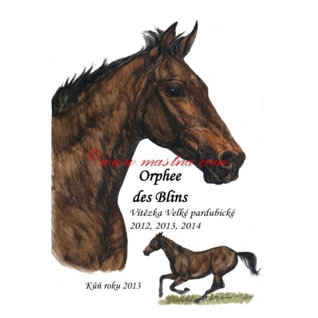 Obraz anglický plnokrevník Orphee des Blins, koně, perokresba - tisk