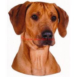 Samolepka rhodesian ridgeback, ridžbek