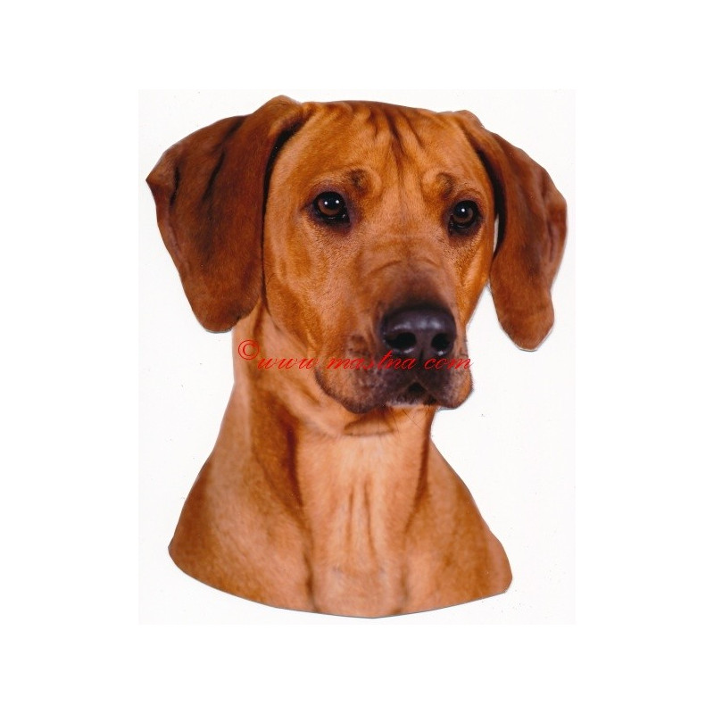 Samolepka rhodesian ridgeback, ridžbek