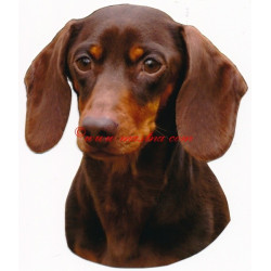 Samolepka jezevčík hladkosrstý