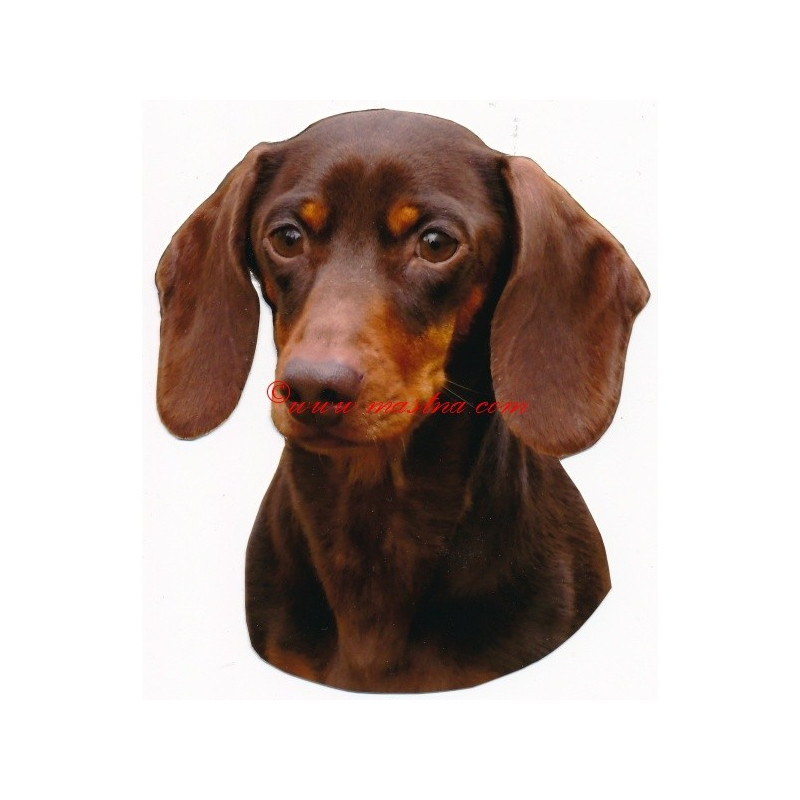 Samolepka jezevčík hladkosrstý