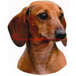 Samolepka jezevčík hladkosrstý