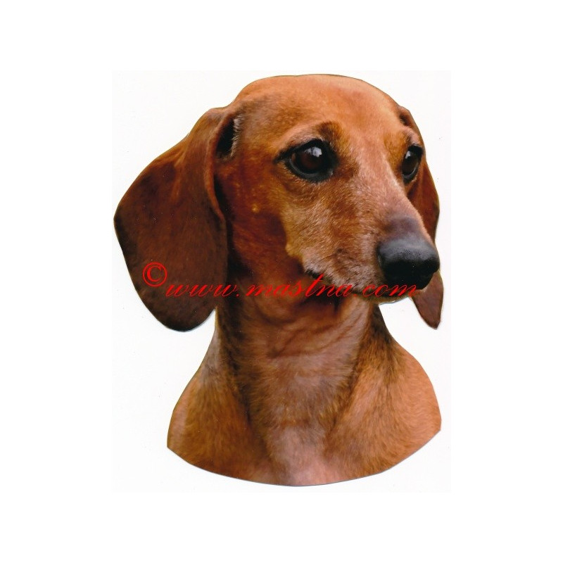 Samolepka jezevčík hladkosrstý