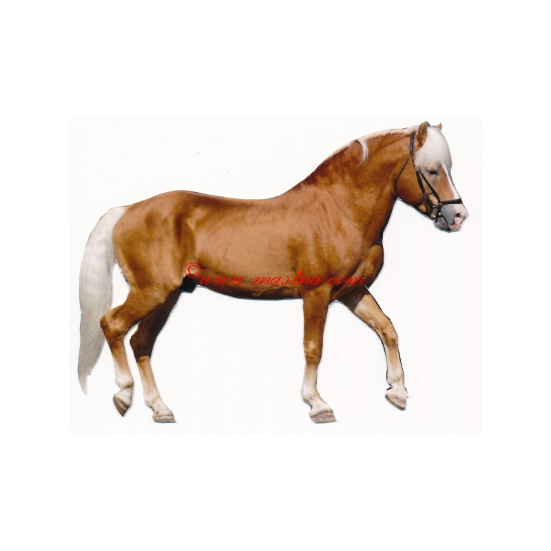 Samolepka hafling, kůň, koně