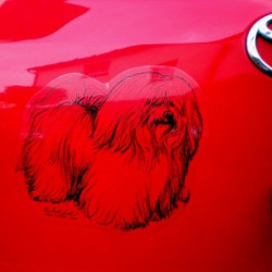 Havanský psík, cotton de Tulear