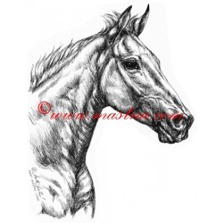 Samolepka teplokrevník,Orphee des Blins , kůň, koně