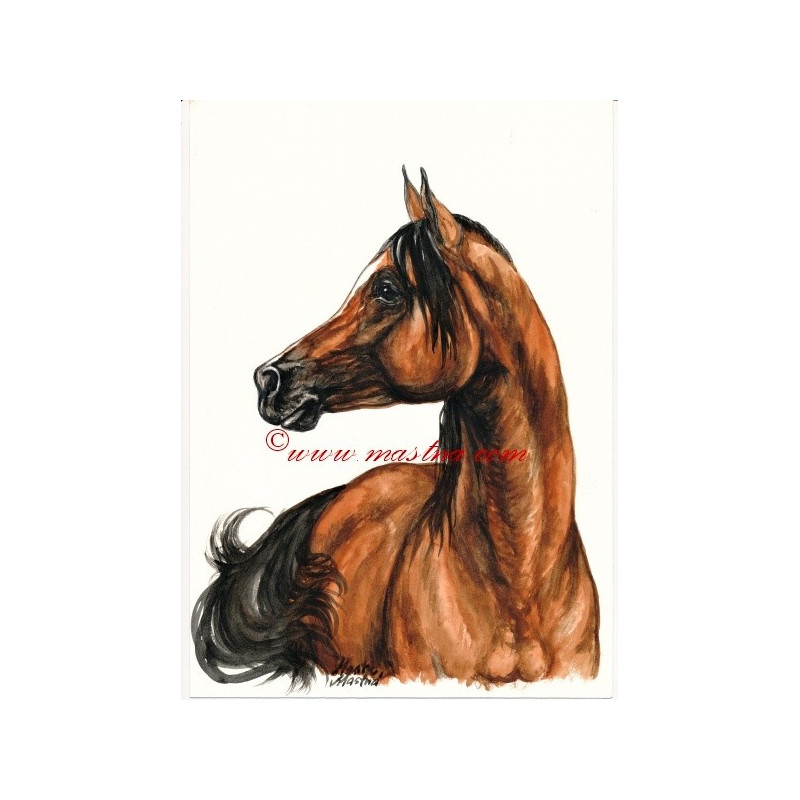 Obraz arabský kůň, akvarel