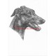 Obraz anglický chrt greyhound, tužka - tisk
