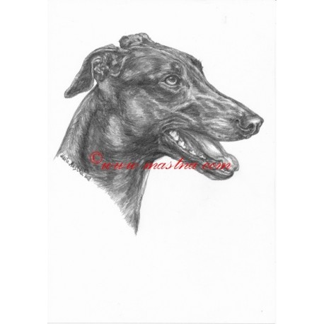 Obraz anglický chrt greyhound, tužka - tisk