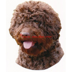 Samolepka lagotto romagnolo