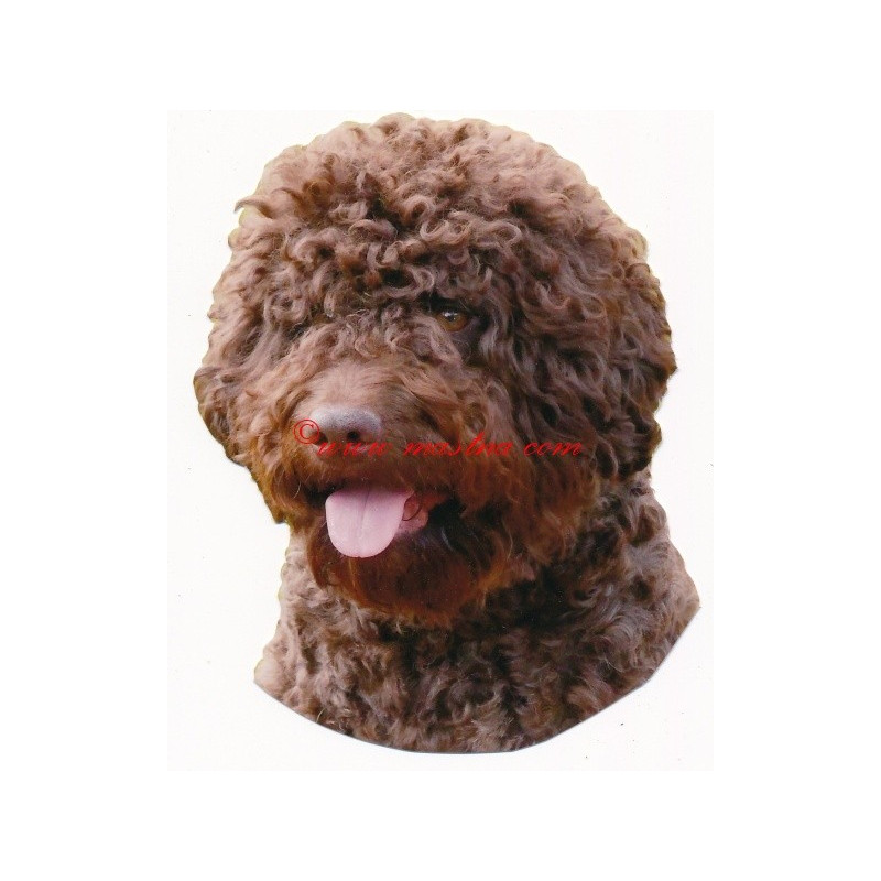 Samolepka lagotto romagnolo