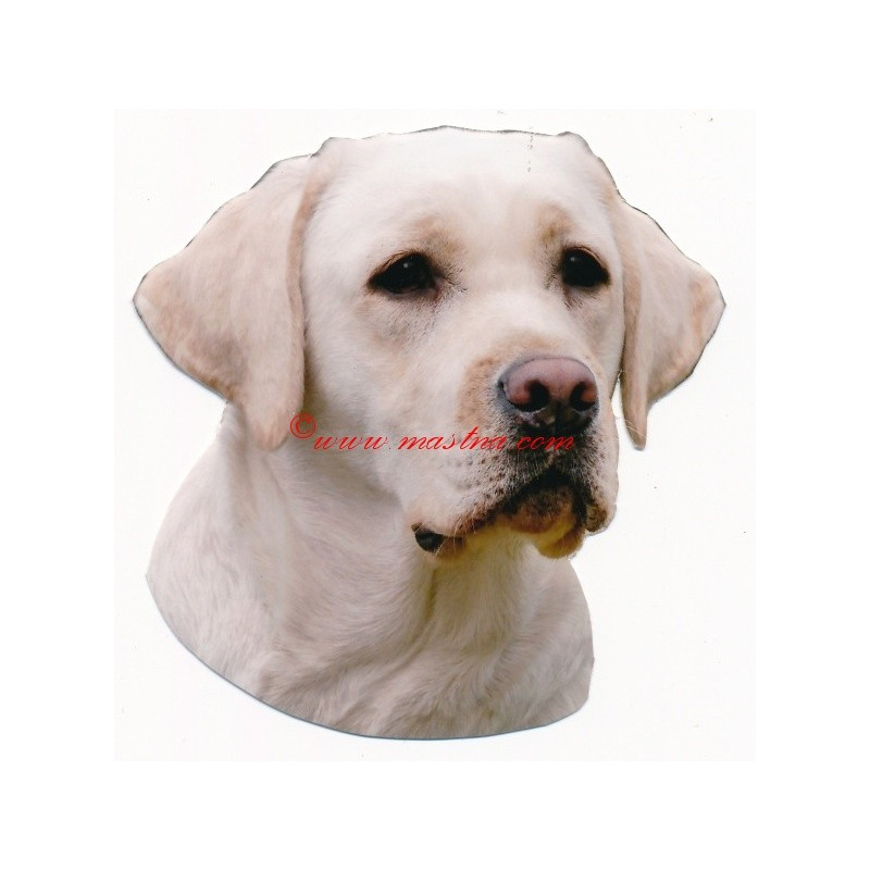 Samolepka labrador retriever, retrívr