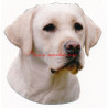 Samolepka labrador retriever, retrívr