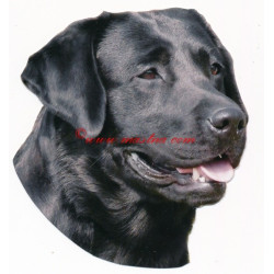 Samolepka labrador retriever, retrívr