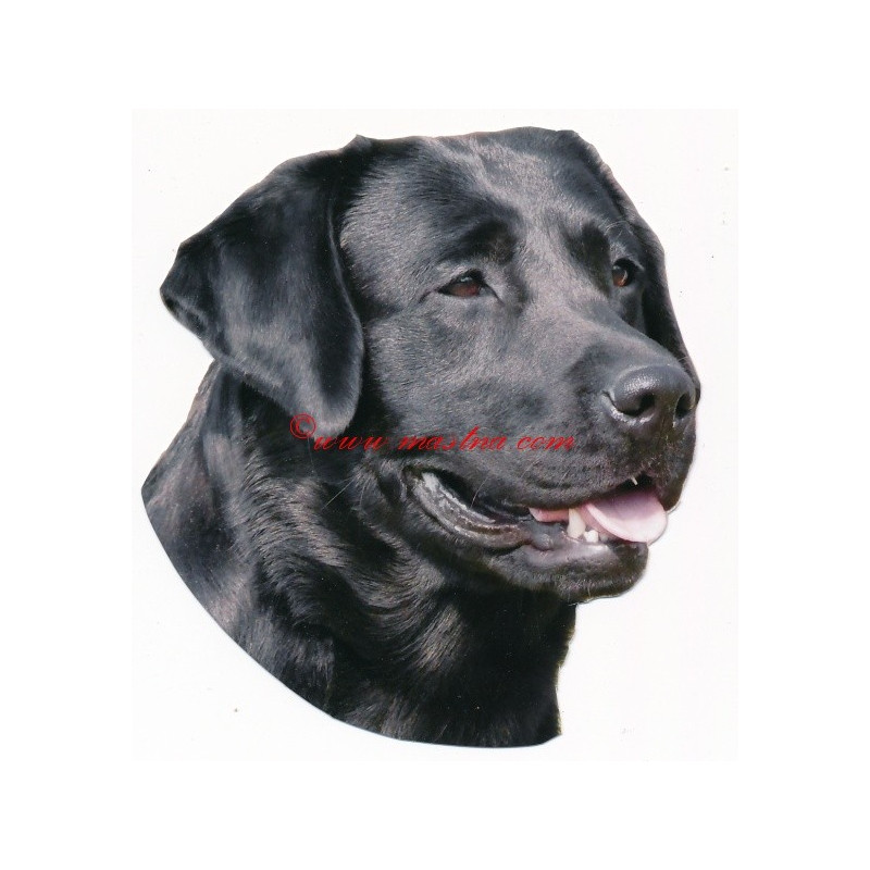 Samolepka labrador retriever, retrívr