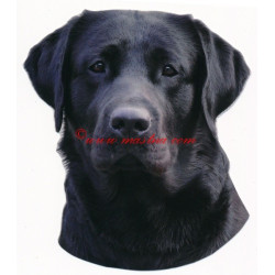 Samolepka labrador retriever, retrívr
