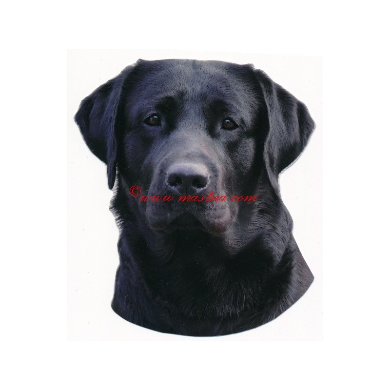 Samolepka labrador retriever, retrívr