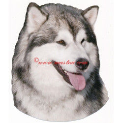 Samolepka aljašský malamut