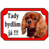 Tabulka kavalír king Charles španěl