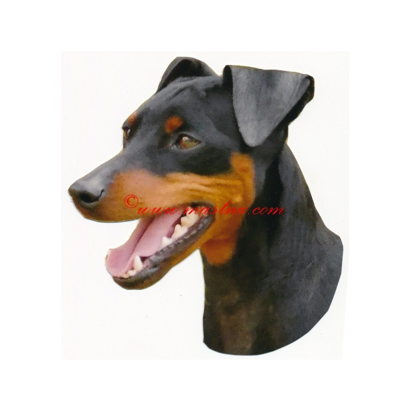 Samolepka malý hladkosrstý pinč